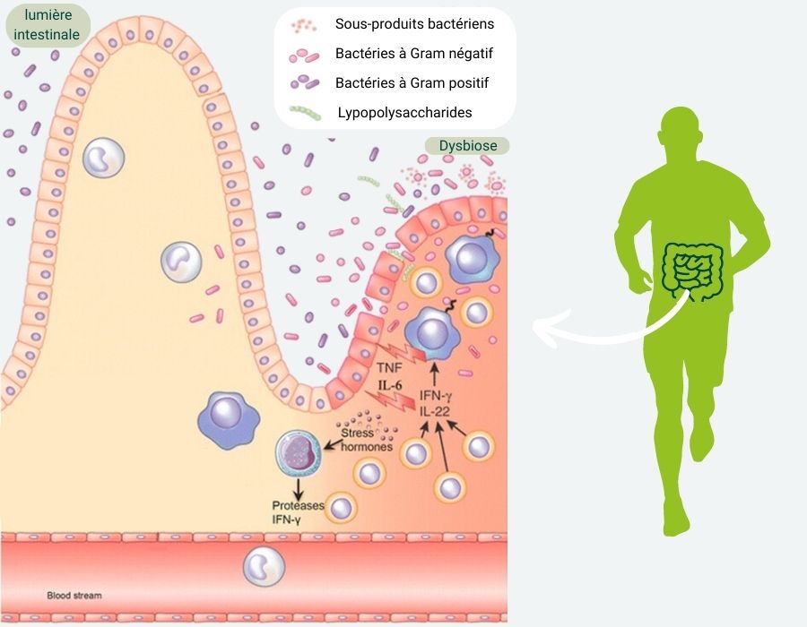 Illustration de la relation entre exercice intense, microbiote et barrière intestinale