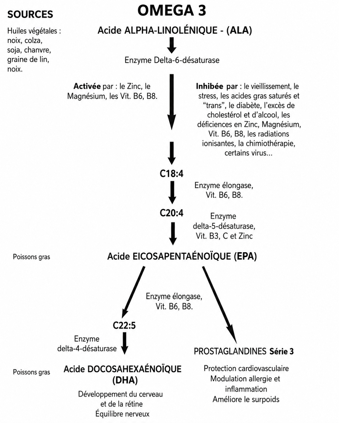 Schéma de transformation des oméga-3
