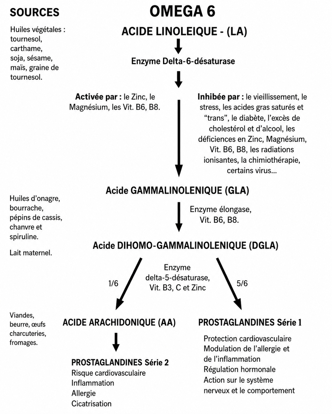 Schéma de transformation des oméga-6